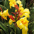 Канна Пёстролистная Страйпт Бьюти