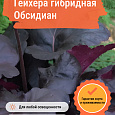 Гейхера гибридная Обсидиан