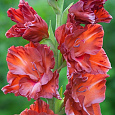 Гладиолус крупноцветковый Бимбо