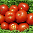 Томат Волгоградец