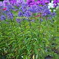 Флокс метельчатый Гений