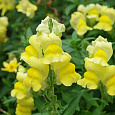 Львиный зев (Антирринум) обыкновенный Канарейка Львиный зев (Антирринум) обыкновенный Канарейка
