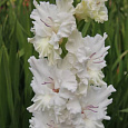 Гладиолус крупноцветковый Сильвер Стрик